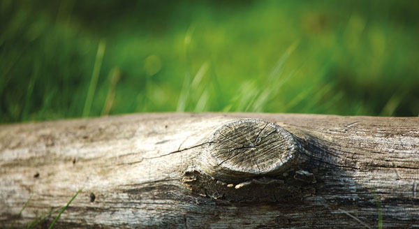 Biocompatibilità